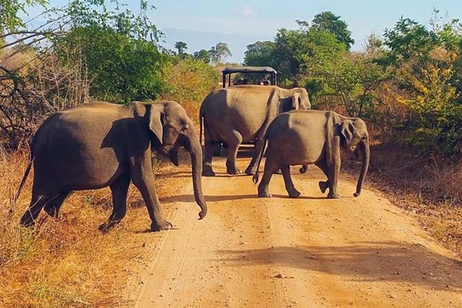 Udawalawa Safari Drive From Galle, Weligama, Mirissa & Dickwella - Booking Process and Pricing