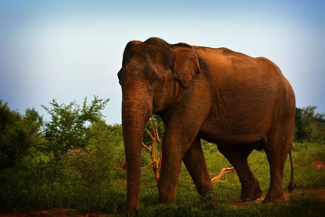 Udawalawe National Park | 3 Hours Safari Tour (Jeep Only) - Customer Reviews and Feedback