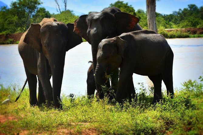 Udawalawe National Park | 4 Hours Safari Tour - Transportation and Pickup