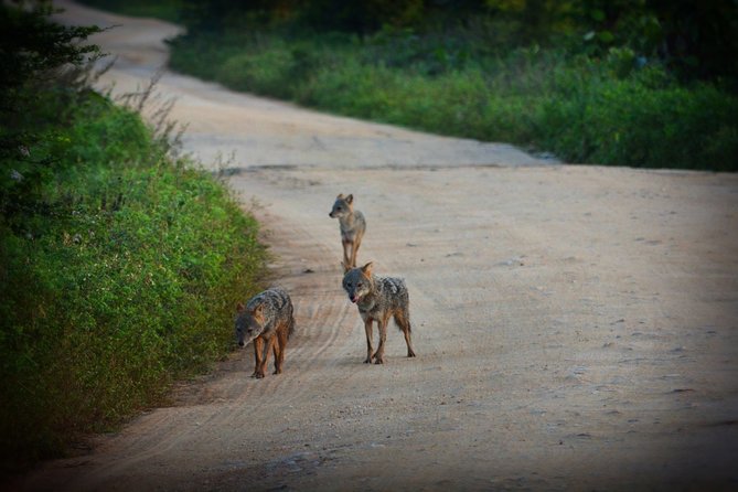 Udawalawe National Park | Full Day Safari Tour - What to Expect During the Tour