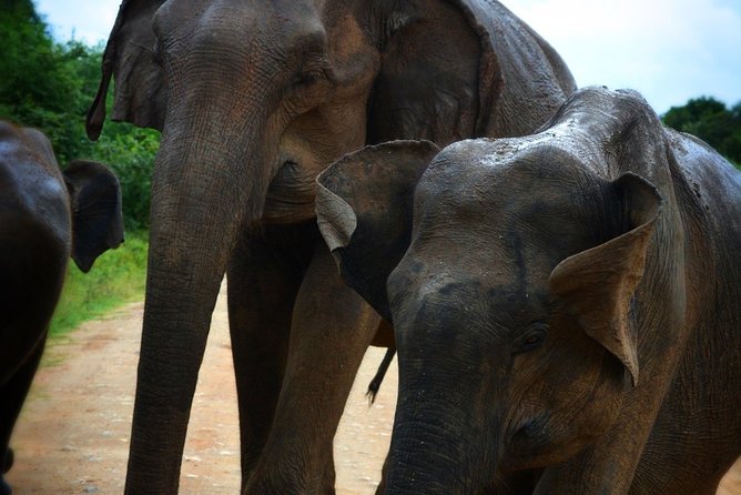 Udawalawe National Park | Half Day Safari Tour - Badge of Excellence