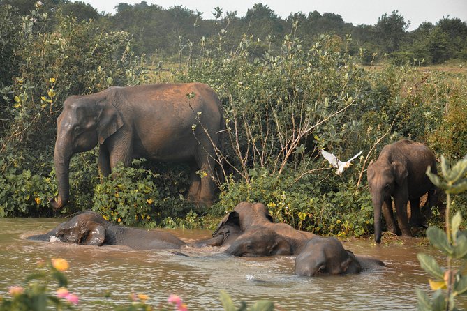 Udawalawe National Park Safari From Mirissa - Timing Information