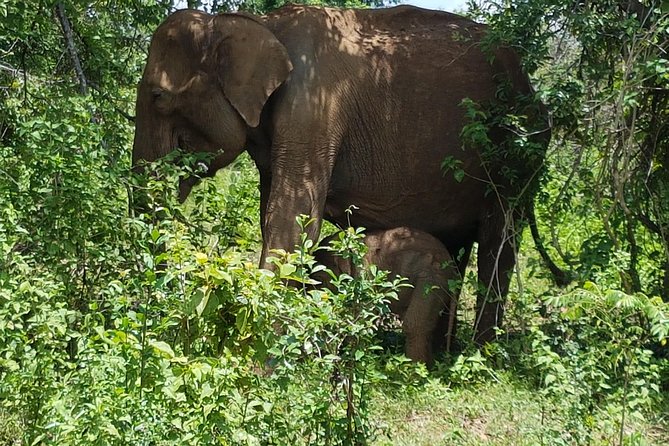 Udawalawe National Park Safari Trip From Galle/Mirissa/Ella - Customer Reviews