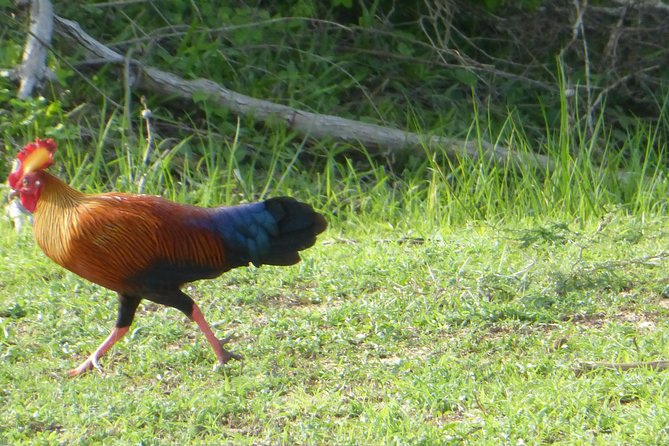 Udawalawe Safari Private Day Trip From Bentota and Kalutara Areas - Pricing Structure and Booking Process