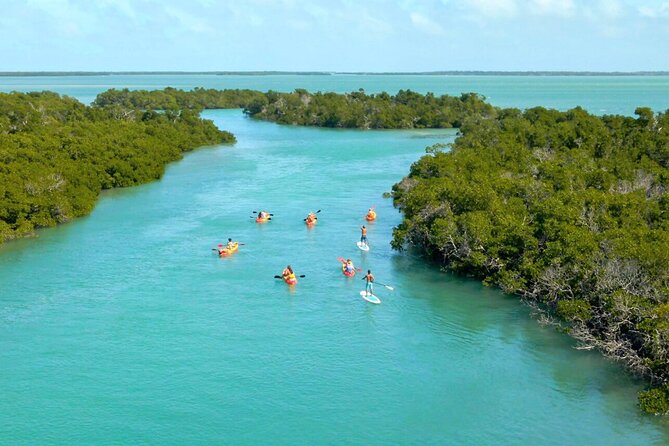 Ultimate Key West Kayak Eco-Tour: Mangrove and Sandbar Adventure - Unique Features of the Tour