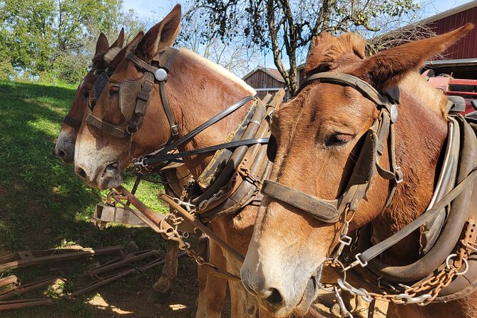 Unique Amish Immersion in Lancaster - Pricing and Booking Details
