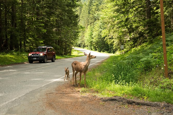 Viator Exclusive Tour- Olympic National Park Tour From Seattle - Customer Experiences and Testimonials