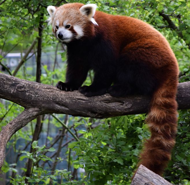 Vienna: Zoo With Private Flexible Transfers and Tickets - Experience Highlights