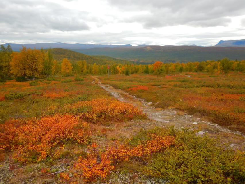 Vindelfjäll Nature Reserve: a Walk Through Reindeer Country - The Guided Experience
