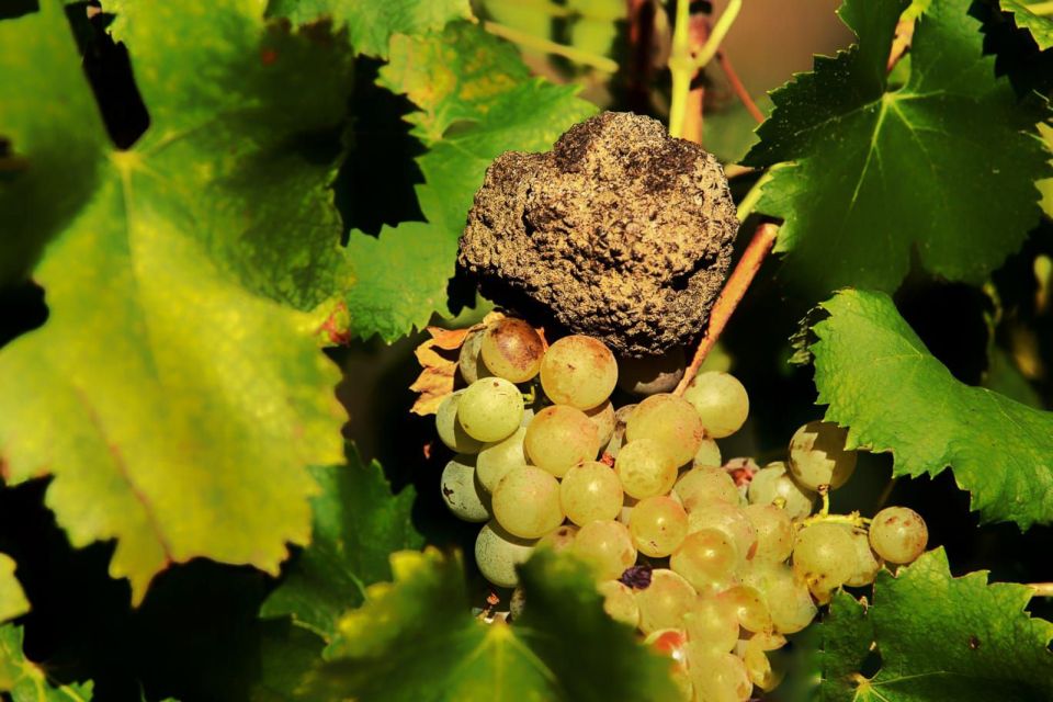 Vineyard Tour With Truffle and Wine Tasting - Truffle Tasting and Sensory Analysis