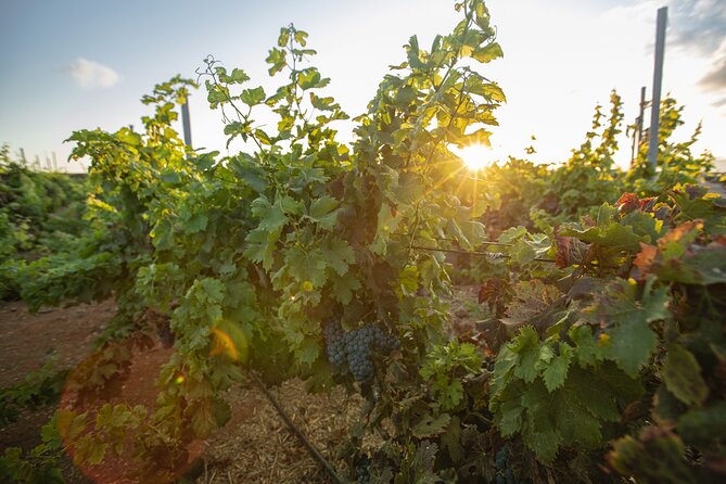 Vineyard Tour With Wine Tasting and Local Products - Local Product Tasting