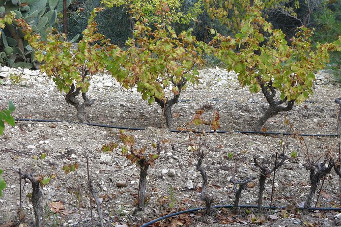 Vino Venture: Explore With a Local - Troodos Mountains Thru Wine! - Pickup and Transportation Details