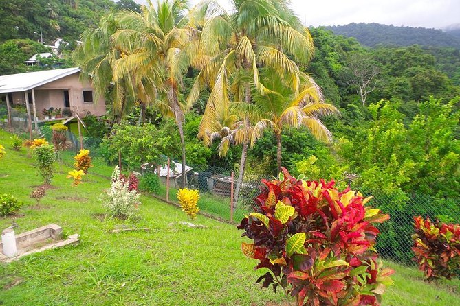 VIP Inclusive Private Tour of Island (Lunch, Drinks + Snorkeling) - Traveler Feedback and Reviews