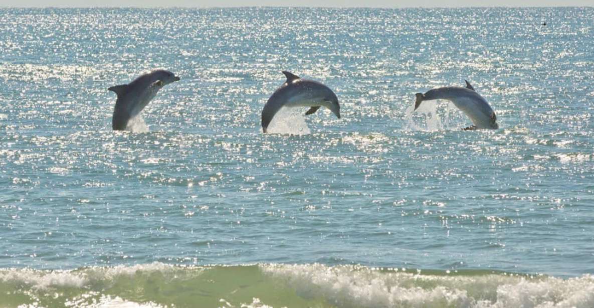 Virginia Beach: Dolphin Stand-Up Paddleboard Tour - Lighthouse and Bridge-Tunnel