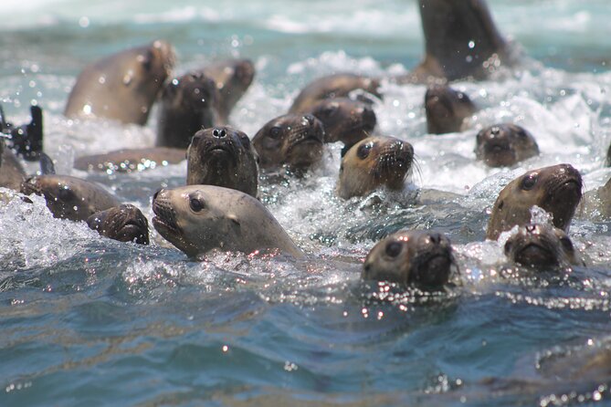 Visit the Sea Lions in Palomino Islands, in Lima Peru - Customer Testimonials