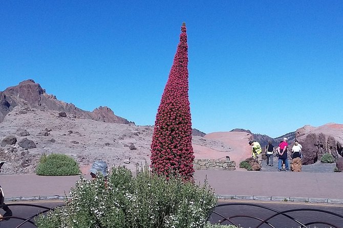 Volcano Teide - Masca Ravine. Guided Tour From Puerto De La Cruz - Tenerife - Pricing and Inclusions