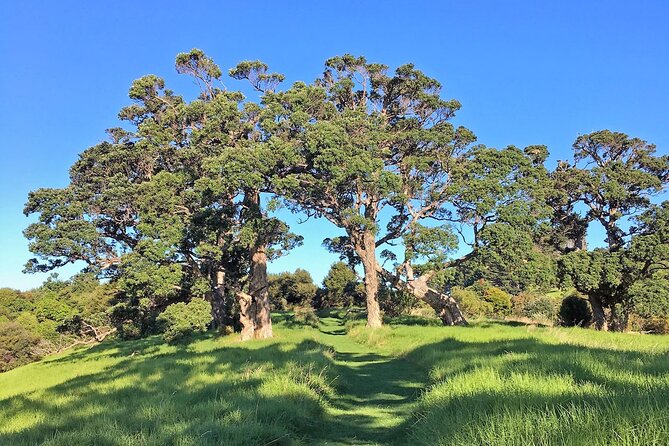 Waiheke Island Private Bush and Beach Walk - Booking and Cancellation Policy