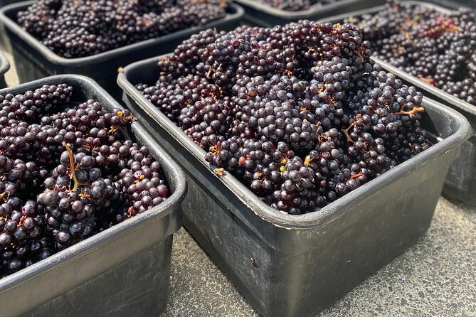 Waiheke Island Winery Tour - Lunch Options During the Tour