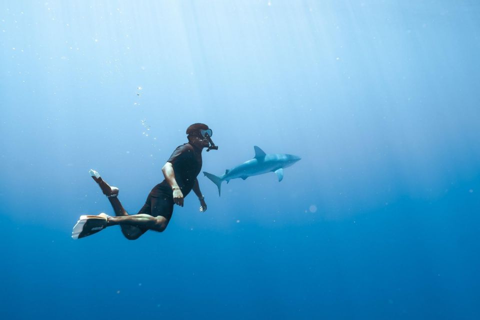 Waikiki: Snorkel Tour With Hawaiian Green Sea Turtles - Boat Tour Sighting Opportunities