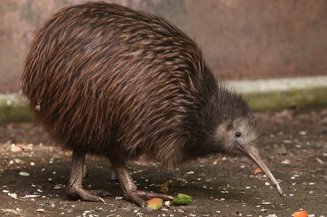 Waitomo Caves & Rotorua Small Group Tour Including Te Puia From Auckland - Traveler Recommendations