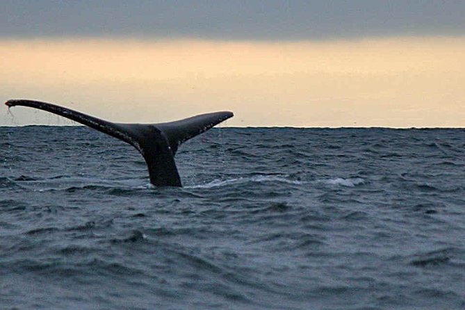 Waitukubuli Dolphin and Whale Watch in Dominica - Why Choose Waitukubuli Tours