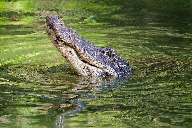 Western Everglades Adventure Tour - What to Bring