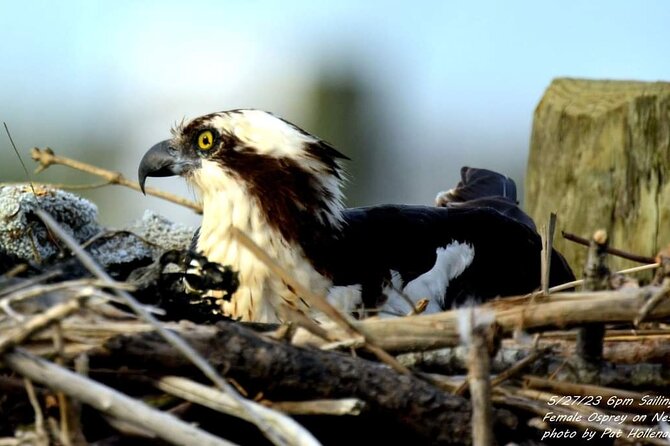 Wetlands Safari Cruise (Birding By Boat) - Customer Reviews and Feedback
