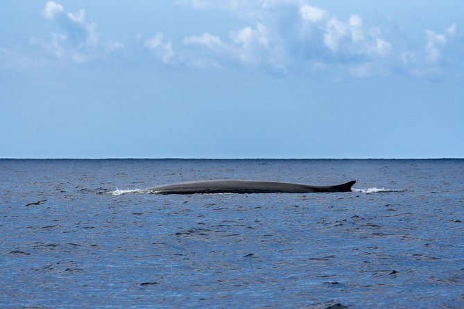 Whale and Dolphin Watching on Tercera Island - Safety and Accessibility
