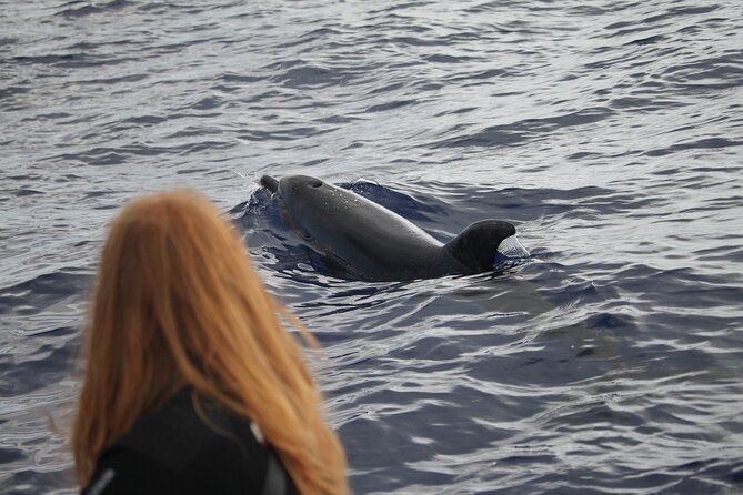 Whale and Dolphin Watching Tour - Funchal - Madeiran Coastline and Views