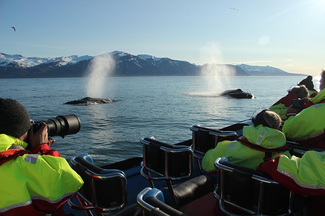 Whale Safari and Puffins RIB Boat Tour From Húsavík - Restrictions and Requirements