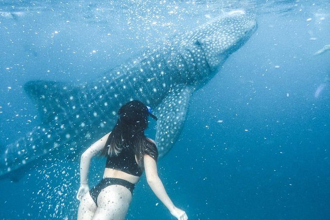 Whale Shark Watching & Tumalog Falls & Kawasan Falls - Best Time to Visit