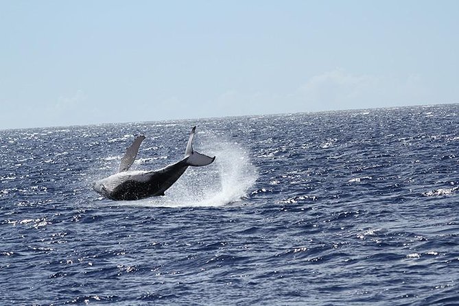 Whale Watch Cruise Aboard The Majestic by Atlantis Cruises - Guest Experiences