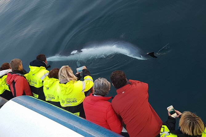 Whale-Watching Boat Tour With Expert Guide From Reykjavik - Weather Policy