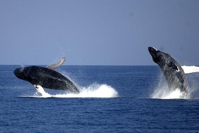 Whale-Watching Cruise From Newport Beach - Additional Information and Policies