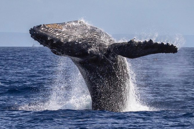 Whale Watching Cruise With Open Bar From Kaanapali Beach - Departure and Pickup