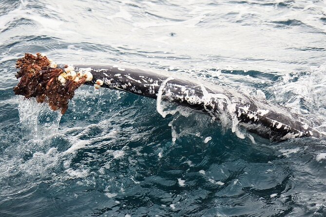 Whale Watching From Augusta in Western Australia - Booking Process and Policies