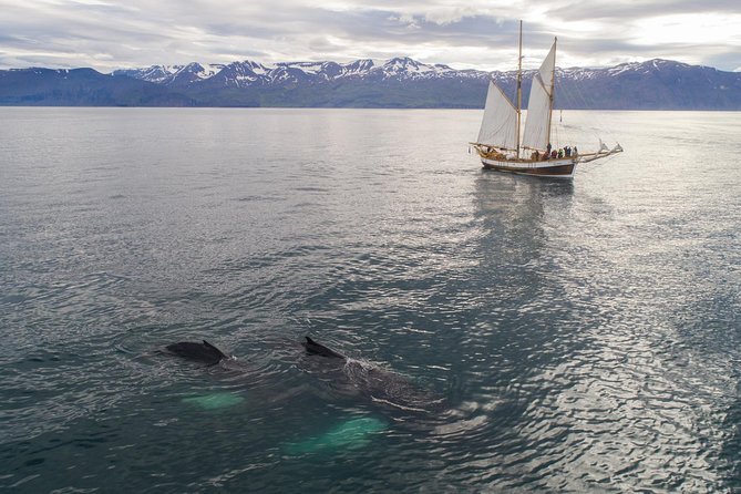 Whale Watching on a Traditional Oak Sailing Ship From Husavik - Joining the Crew