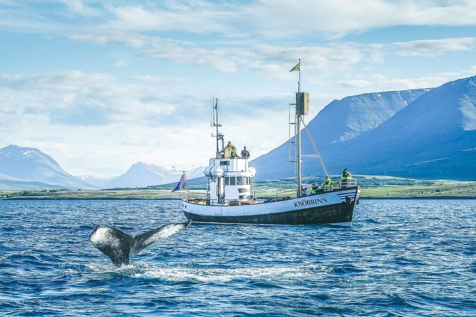 Whale Watching on Board a Traditional Oak Boat From Árkógssandur - Activity Details