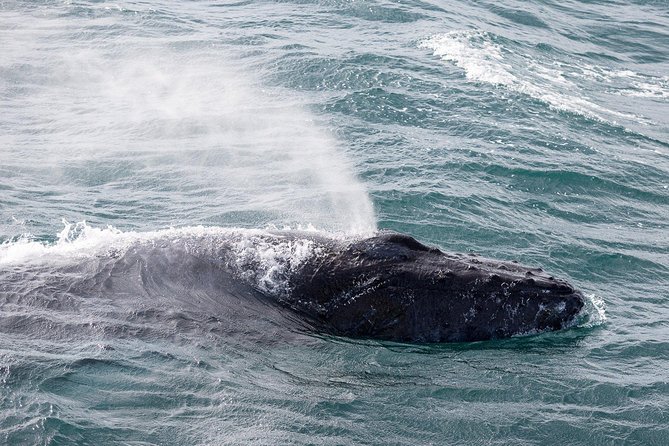 Whale Watching Tour With Professional Guide From Reykjavik - Reviews