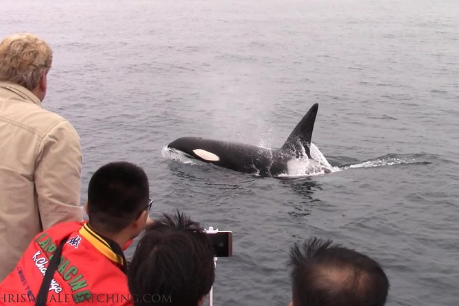 Whale Watching Tour - Safety and Accessibility