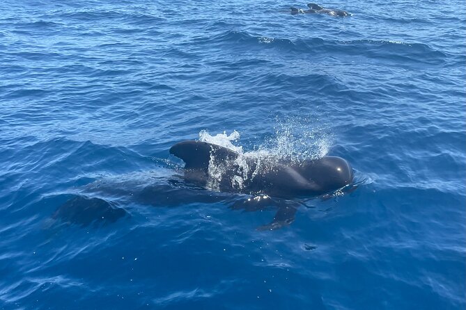 Whales and Dolphins Excursion on a Luxury Yacht in Canary Islands - Pricing and Availability