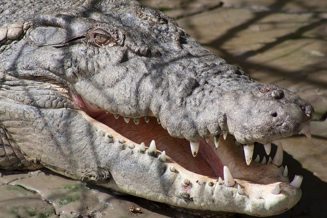 Whitsunday Crocodile Safari From Airlie Beach Including Lunch - Culinary Experience