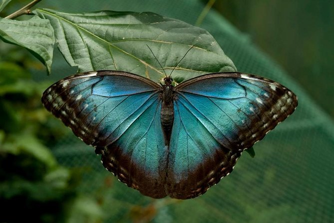 Wildlife Refuge La Paz Waterfall Gardens Day Trip From San Jose - Dining Experience