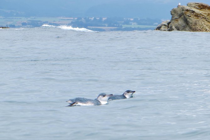 Wildlife Sea Kayaking Tour - Kaikoura - Safety Measures