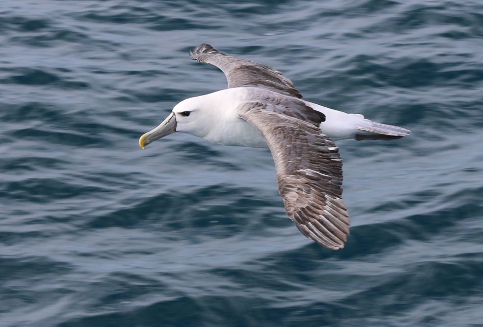 Wilsons Promontory: Whale Spotting Cruise With Lunch - Highlights of the Cruise