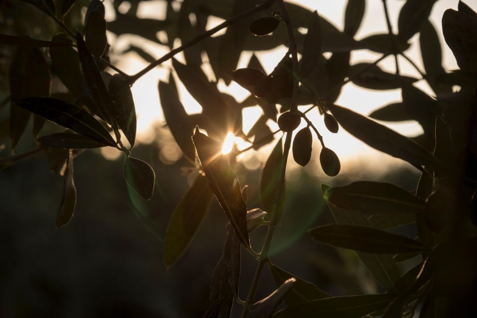 Wine and Olive Oil Tasting Tour on Mount Etna - Ascent to Rifugio Sapienza