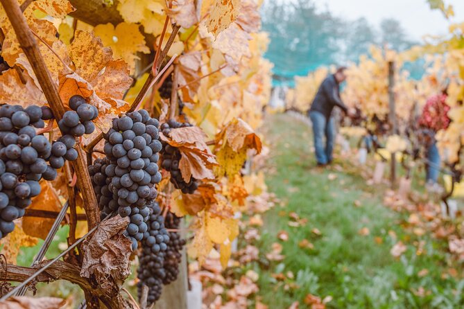Wine Lovers - Revel in a Countryside Lunch With Tasty Wines! - Learn About Special Offers