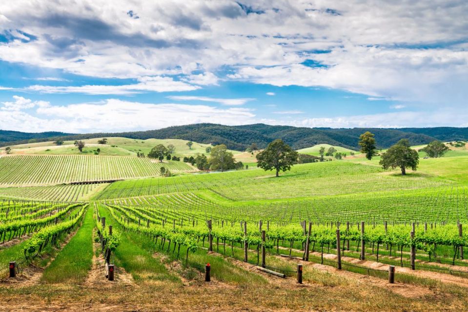 Wines and Whispers: a Barossa Valley Wine Tour From Adelaide - Highlights