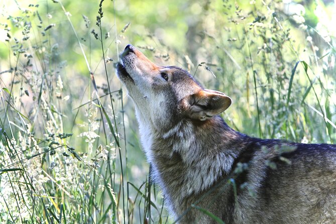 Wolf Experience - Pricing Information