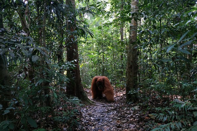 Wonderful 7 Days North Sumatra Tour (Include: 2 Days 1 Night Jungle Trekking) - Dining and Cuisine